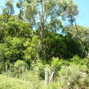 Chácara, no bairro Nossa Senhora do Rosário em Caxias do Sul para Comprar
