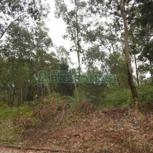 Terreno com 14700m², no bairro Forqueta em Caxias do Sul para Alugar