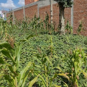 Terreno, no bairro Morada dos Alpes em Caxias do Sul para Comprar