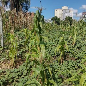 Terreno, no bairro Morada dos Alpes em Caxias do Sul para Comprar