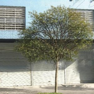 Loja com 300m², no bairro Centro em Caxias do Sul para Alugar