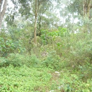 Terreno, no bairro Sanvitto em Caxias do Sul para Comprar
