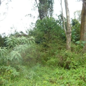 Terreno, no bairro Sanvitto em Caxias do Sul para Comprar