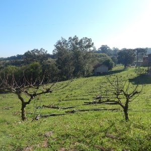 Terreno com 20000m², no bairro Nossa Senhora das Graças em Caxias do Sul para Alugar