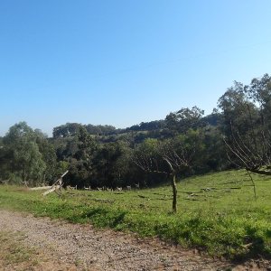 Terreno com 20000m², no bairro Nossa Senhora das Graças em Caxias do Sul para Alugar