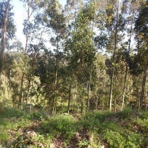 Terreno com 20000m², no bairro Nossa Senhora das Graças em Caxias do Sul para Alugar