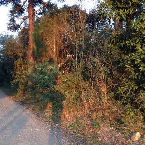 Terreno, no bairro Pedancino em Caxias do Sul para Comprar