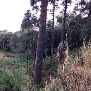 Terreno, no bairro Pedancino em Caxias do Sul para Comprar
