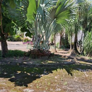 Terreno com 1950m², no bairro Vila Cristina em Caxias do Sul para Alugar