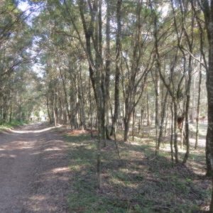Terreno, no bairro Pedancino em Caxias do Sul para Comprar