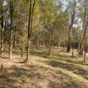 Terreno, no bairro Pedancino em Caxias do Sul para Comprar