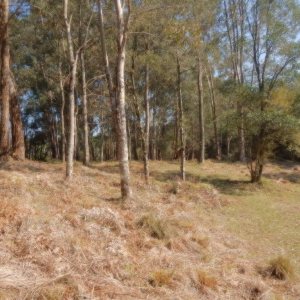 Terreno, no bairro Pedancino em Caxias do Sul para Comprar