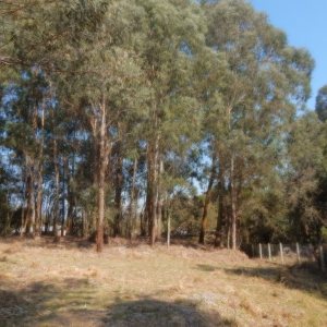 Terreno, no bairro Pedancino em Caxias do Sul para Comprar