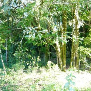 Chácara, no bairro Centro em Caxias do Sul para Comprar