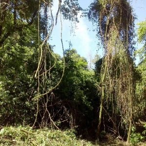 Chácara com 100m², 3 dormitórios, 1 vaga, no bairro Vila Cristina em Caxias do Sul para Comprar