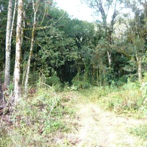 Terreno, no bairro Ana Rech em Caxias do Sul para Comprar