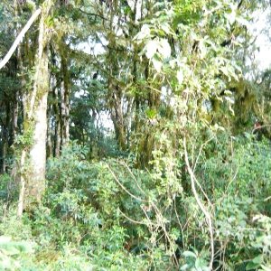 Terreno, no bairro Ana Rech em Caxias do Sul para Comprar