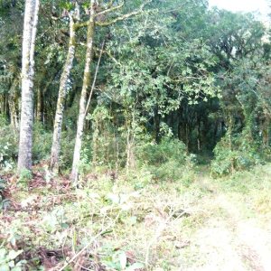 Terreno, no bairro Ana Rech em Caxias do Sul para Comprar