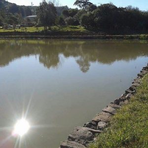 Chácara, no bairro Forqueta em Caxias do Sul para Comprar
