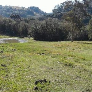 Chácara, no bairro Forqueta em Caxias do Sul para Comprar