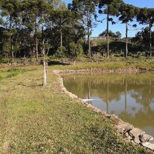 Chácara, no bairro Forqueta em Caxias do Sul para Comprar