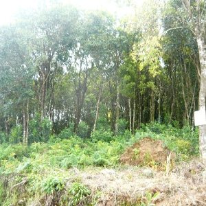 Terreno, no bairro São Gotardo em Caxias do Sul para Comprar