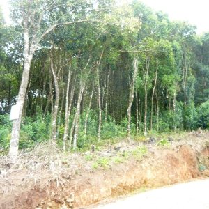 Terreno, no bairro São Gotardo em Caxias do Sul para Comprar
