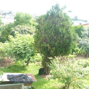 Terreno, no bairro São Leopoldo em Caxias do Sul para Comprar