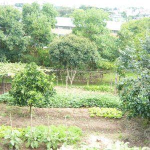 Terreno, no bairro São Leopoldo em Caxias do Sul para Comprar