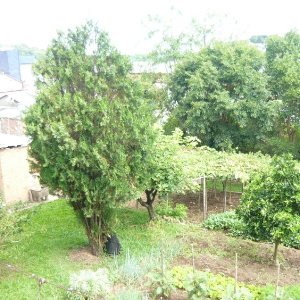 Terreno, no bairro São Leopoldo em Caxias do Sul para Comprar