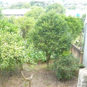 Terreno, no bairro São Leopoldo em Caxias do Sul para Comprar