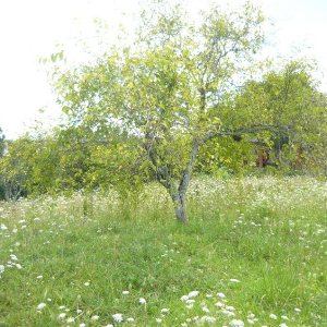 Terreno com 16680m², no bairro Santa Lúcia em Caxias do Sul para Comprar