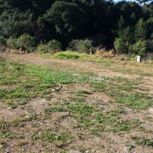 Pavilhão com 270m², no bairro Interlagos em Caxias do Sul para Comprar