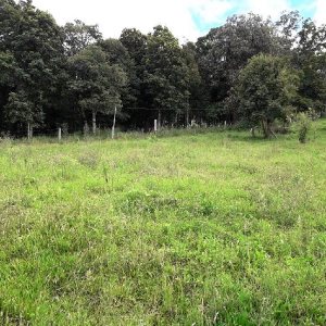 Terreno, no bairro 7 Legua em Caxias do Sul para Comprar