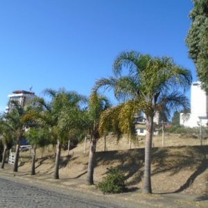 Terreno, no bairro Sanvitto em Caxias do Sul para Comprar