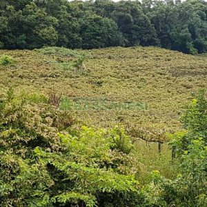 Chácara com 250m², 3 dormitórios, no bairro Conceição em Caxias do Sul para Comprar