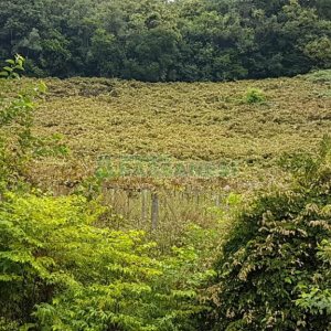 Chácara com 250m², 3 dormitórios, no bairro Conceição em Caxias do Sul para Comprar