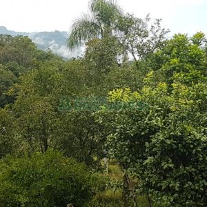 Chácara com 250m², 3 dormitórios, no bairro Conceição em Caxias do Sul para Comprar