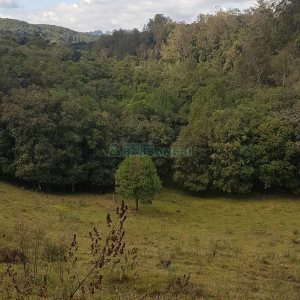 Chácara com 250m², 3 dormitórios, no bairro Conceição em Caxias do Sul para Comprar