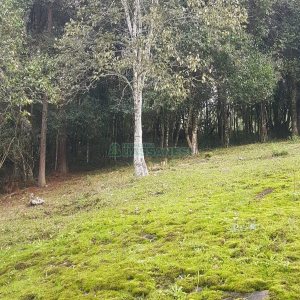 Chácara com 250m², 3 dormitórios, no bairro Conceição em Caxias do Sul para Comprar