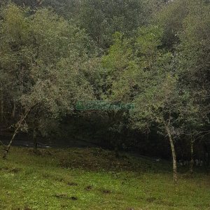 Chácara com 250m², 3 dormitórios, no bairro Conceição em Caxias do Sul para Comprar