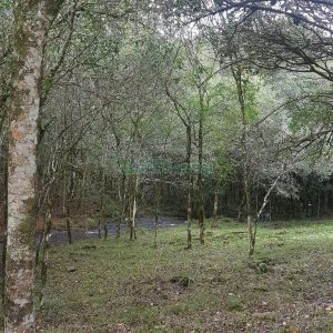 Chácara com 250m², 3 dormitórios, no bairro Conceição em Caxias do Sul para Comprar