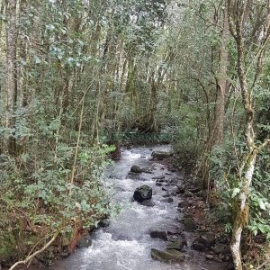 Chácara com 250m², 3 dormitórios, no bairro Conceição em Caxias do Sul para Comprar