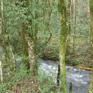 Chácara com 250m², 3 dormitórios, no bairro Conceição em Caxias do Sul para Comprar