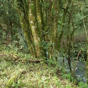 Chácara com 250m², 3 dormitórios, no bairro Conceição em Caxias do Sul para Comprar