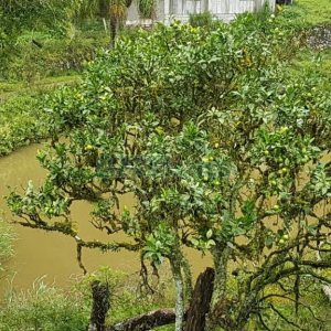 Chácara com 250m², 3 dormitórios, no bairro Conceição em Caxias do Sul para Comprar