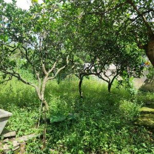 Casa com 201m², 3 dormitórios, no bairro Centro em Caxias do Sul para Comprar