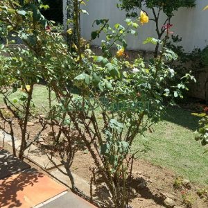 Casa com 289m², 3 dormitórios, 2 vagas, no bairro Medianeira em Caxias do Sul para Comprar