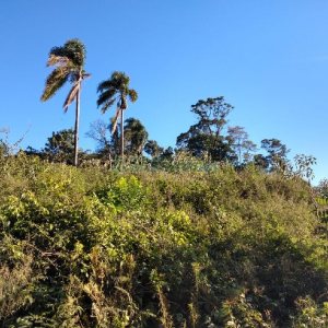 Terreno com 9483m², no bairro São Caetano em Caxias do Sul para Comprar