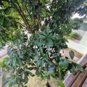 Casa com 130m², 3 dormitórios, 2 vagas, no bairro Santa Lúcia em Caxias do Sul para Alugar